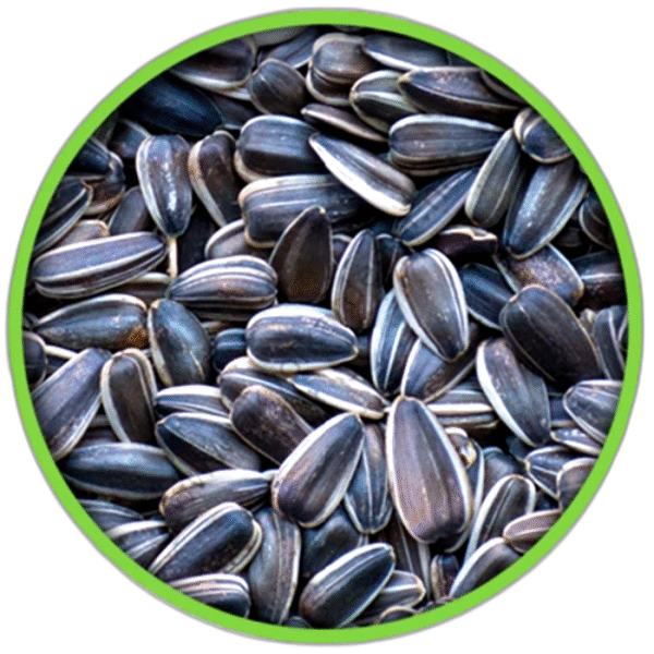 ÇEKİRDEK DAKOTA KUŞ YEMİ